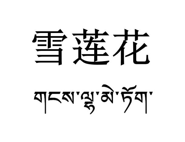 雪莲花 商标公告